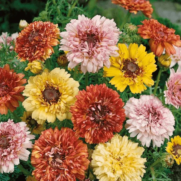 Painted Daisy Dunnetti Mix seeds – heirloom Chrysanthemum carinatum flower seeds in Pakistan – ApnaUgao