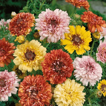 Painted Daisy Dunnetti Mix seeds – heirloom Chrysanthemum carinatum flower seeds in Pakistan – ApnaUgao