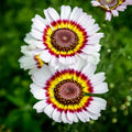 Painted Daisy Rainbow Mix flowers – daisy seeds in Pakistan | Apnaugao
