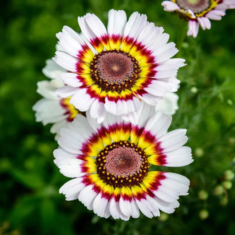 Painted Daisy Rainbow Mix flowers – daisy seeds in Pakistan | Apnaugao