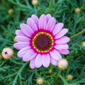 Painted Daisy Rainbow Mix flowers – daisy seeds in Pakistan | Apnaugao