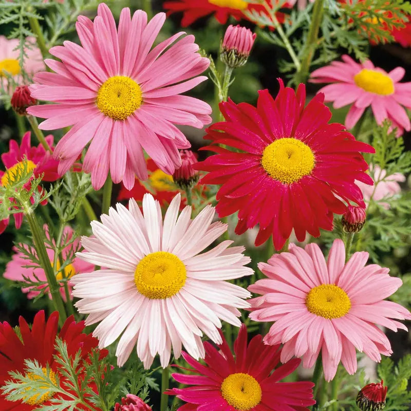Painted Daisy Robinsons Giant Mix flowers – daisy seeds in Pakistan | Apnaugao