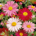 Painted Daisy Robinsons Giant Mix flowers – daisy seeds in Pakistan | Apnaugao
