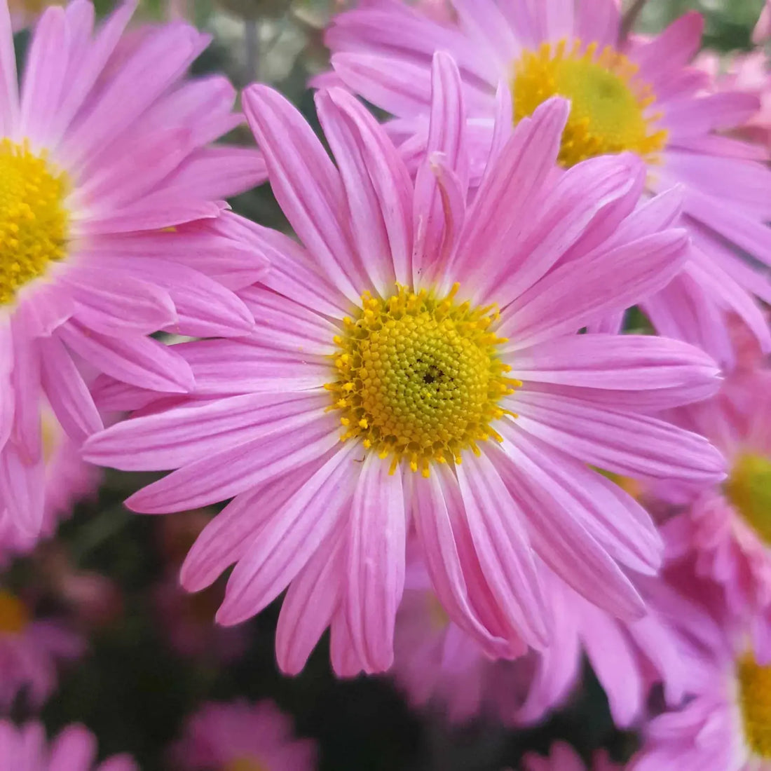 Painted Daisy Robinsons Giant Mix flowers – daisy seeds in Pakistan | Apnaugao