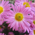 Painted Daisy Robinsons Giant Mix flowers – daisy seeds in Pakistan | Apnaugao