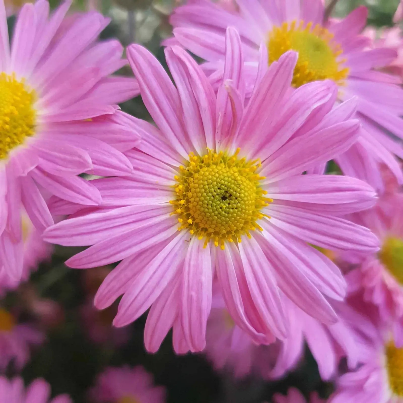 Painted Daisy Robinsons Giant Mix flowers – daisy seeds in Pakistan | Apnaugao