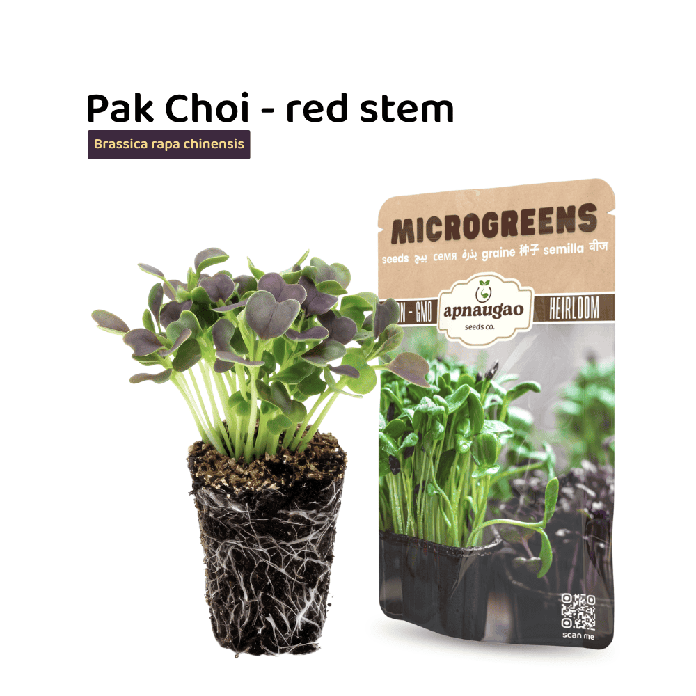 Pak Choi Microgreens Seeds – Mild & Crunchy Asian Greens