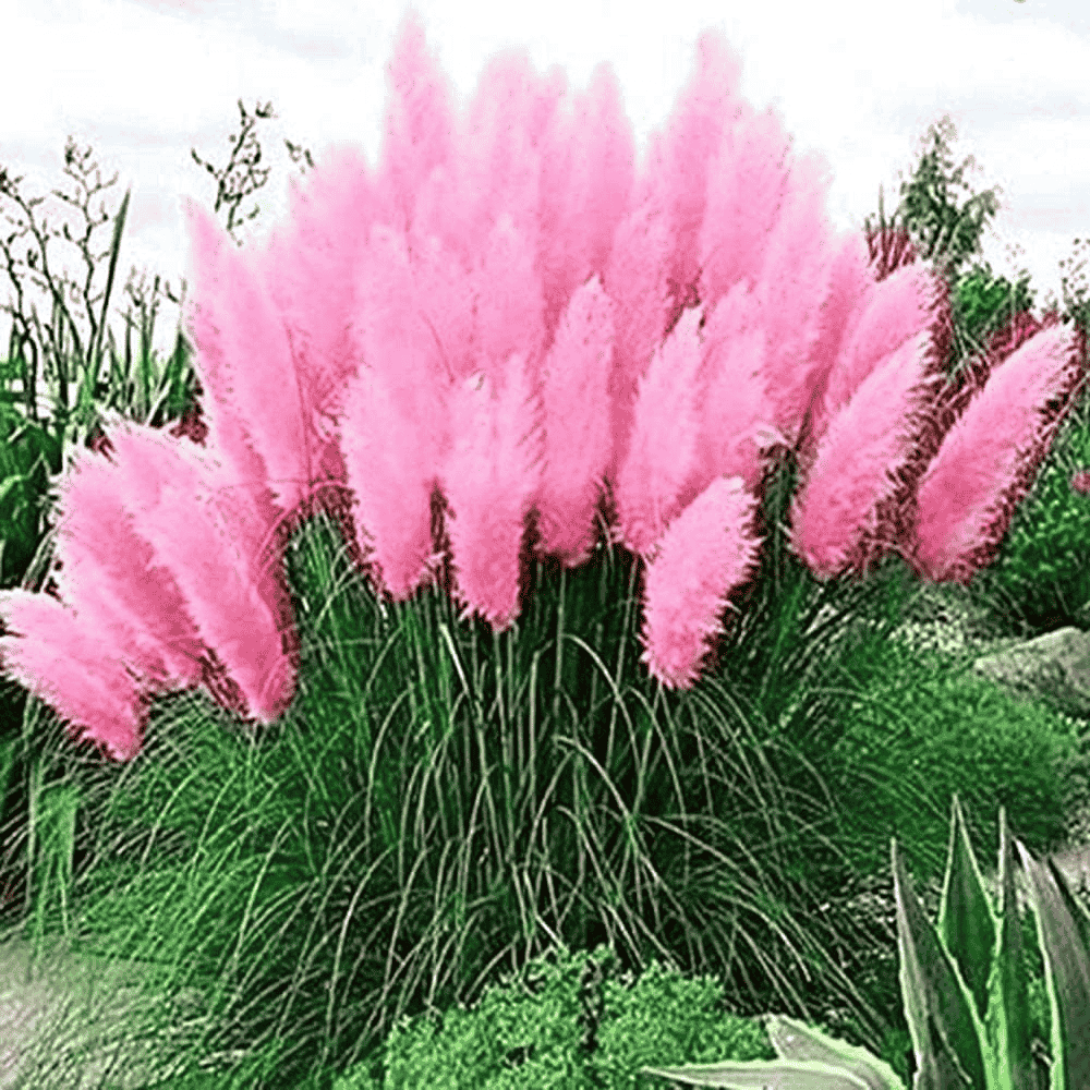 Pink pampas grass plants in a garden setting with greenery