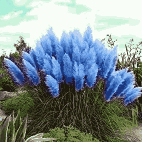 Blue Pampas Grass Seeds – Majestic Ornamental Plume Grass
