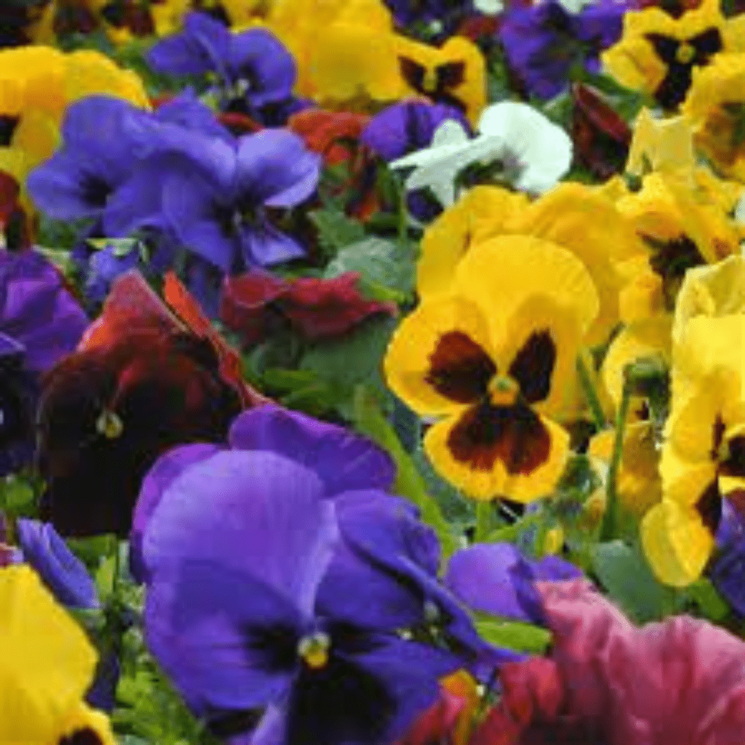 pansy flowers seeds with multicolored pansies in a garden setting