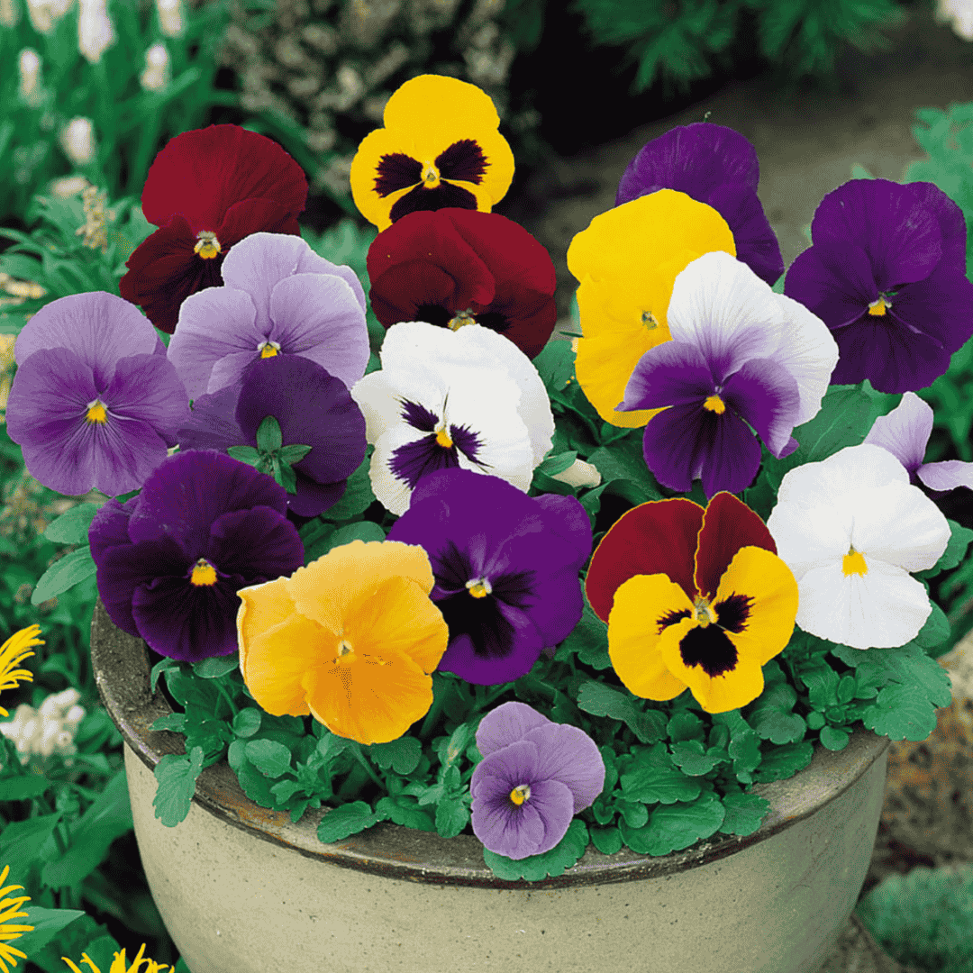 pansy flowers seeds with multicolored pansies in a garden setting