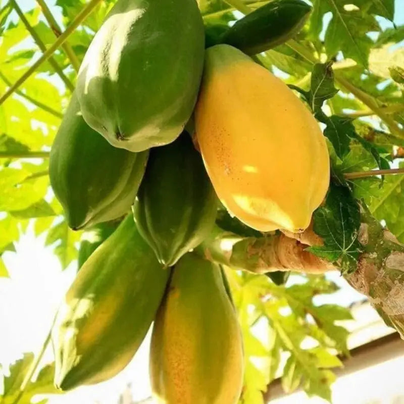 Papaya F1 Hybrid Seed 5 seeds pack for home gardening