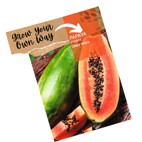 papaya carica tree seeds
