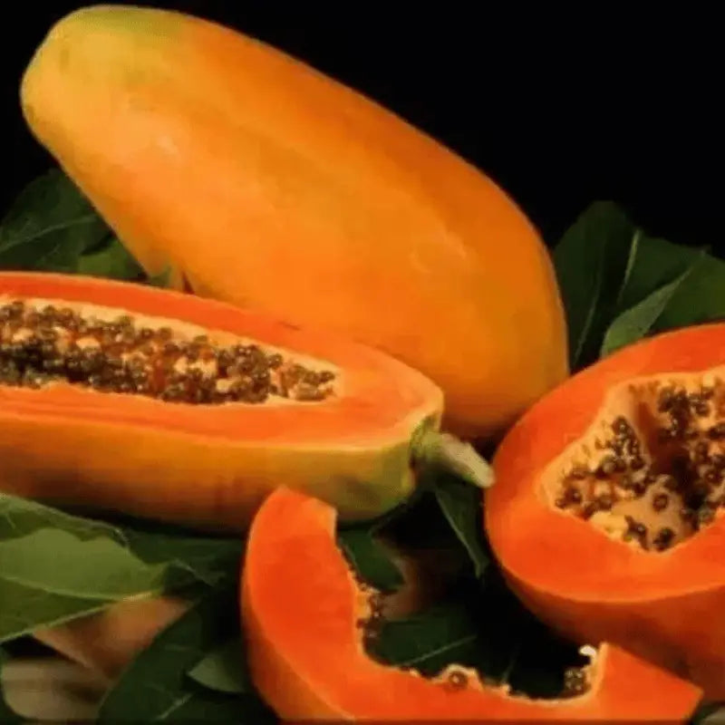 papaya red lady seeds for growing at home