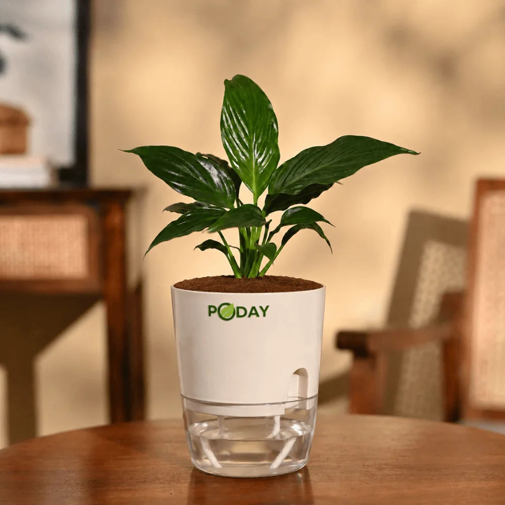 Peace Lily indoor plant in a self-watering pot available online in Pakistan from ApnaUgao