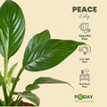 Peace Lily plant with self watering pot in Pakistan- Buy Online 
