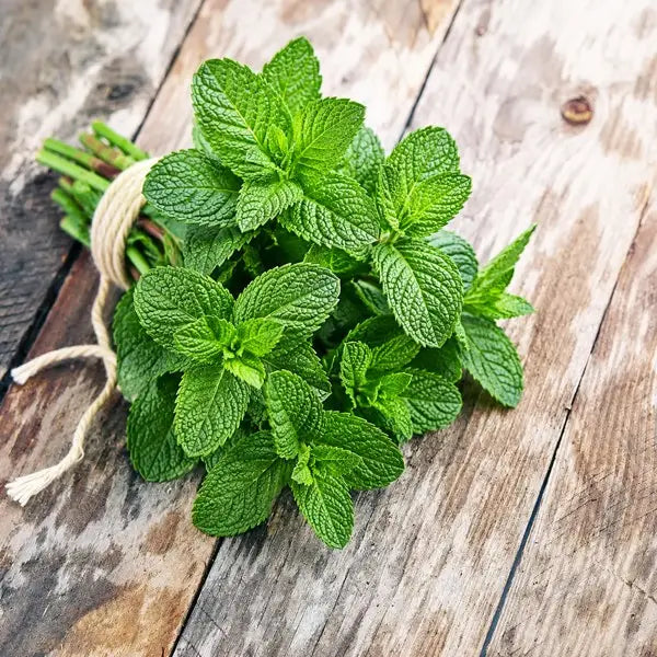 Bunch of fresh green mint leaves on a wooden surface - buy seeds from apnaugao