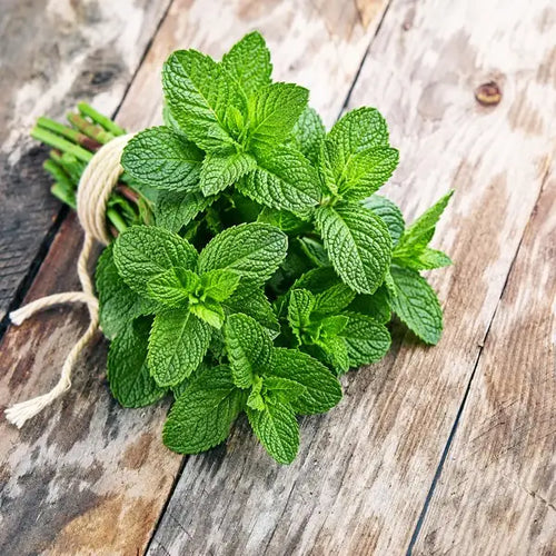Peppermint (Pudina) Seeds – Classic Cooling Herb