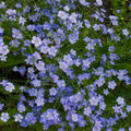 Perennial Blue Flax flowers – flax seeds in Pakistan | Apnaugao