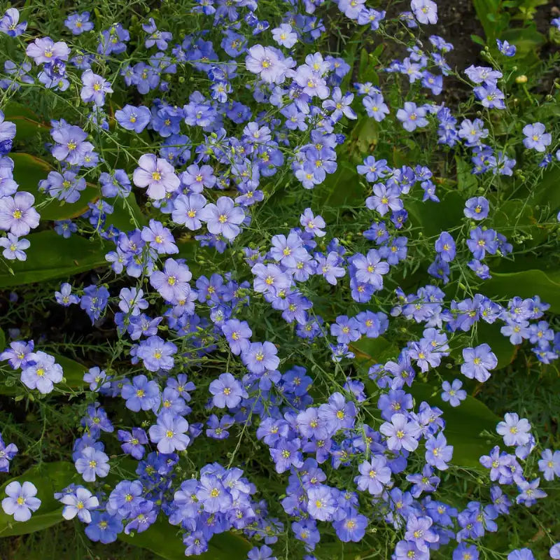 Perennial Blue Flax flowers – flax seeds in Pakistan | Apnaugao