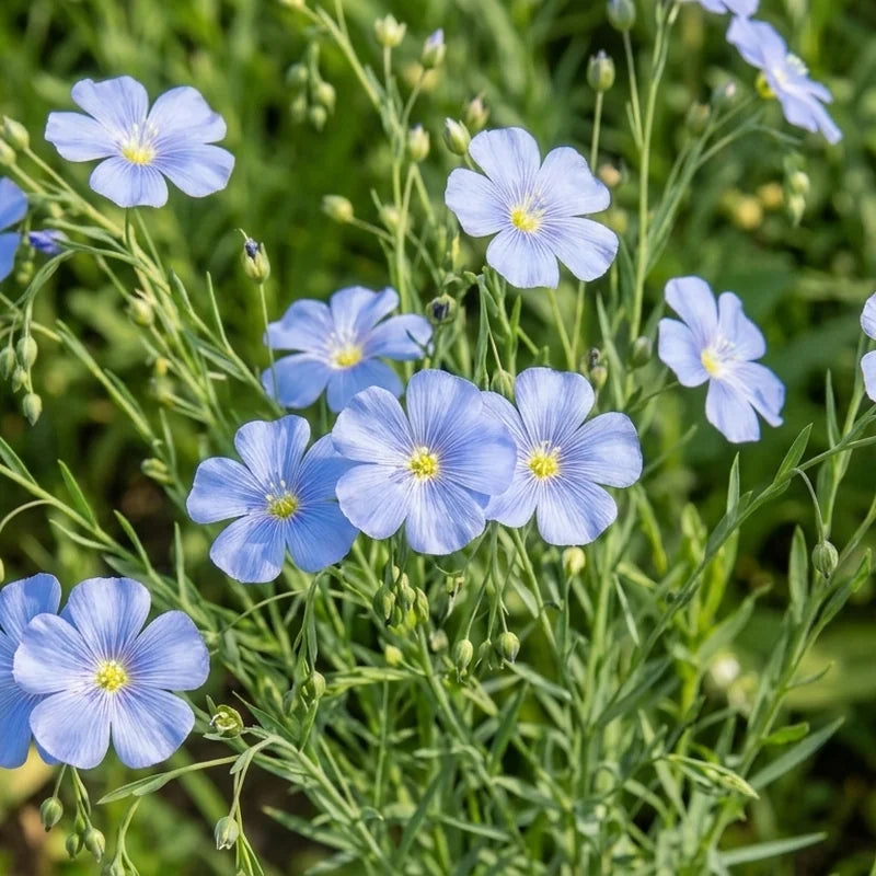 Perennial Blue Flax flowers – flax seeds in Pakistan | Apnaugao