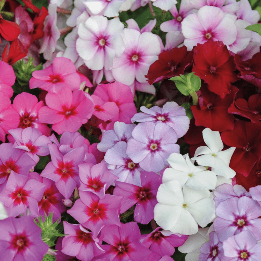 Phlox Drummondii Flower Seeds