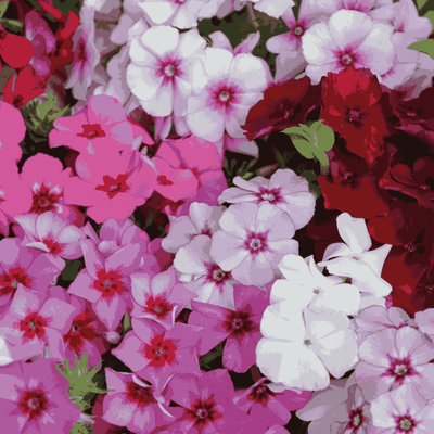 Phlox Drummondii Flower Seeds discounted prices
