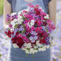 buy rare flowx seeds tall mix in Pakistan