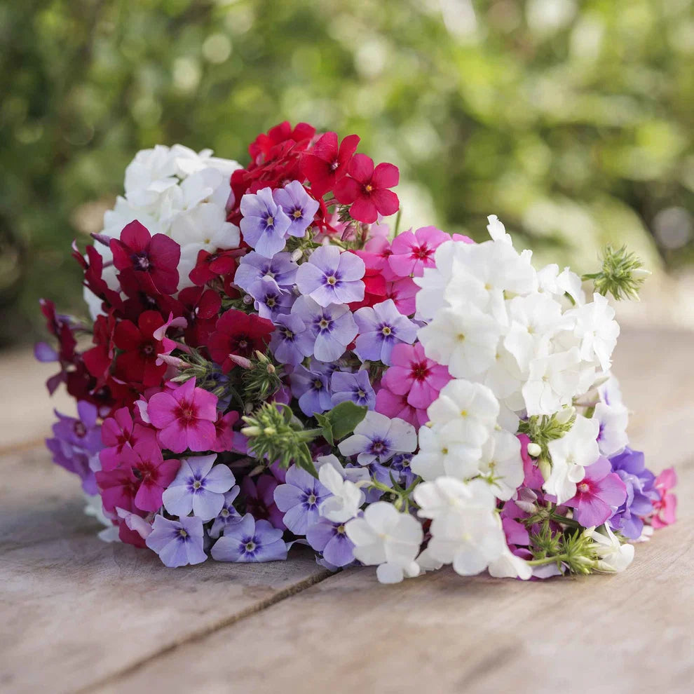buy rare flox mix tall flower seeds - apnaugao