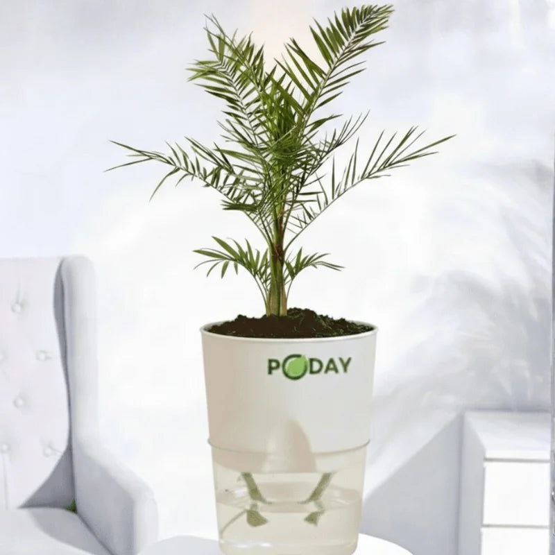 Phoenix Palm indoor plant in a self-watering pot available online in Pakistan from ApnaUgao