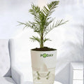 Phoenix Palm indoor plant in a self-watering pot available online in Pakistan from ApnaUgao