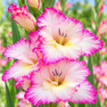 Close-up of Pink Sensation gladiolus flowers with white petals and pink edges
