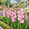 Pink Sensation gladiolus plants blooming along a garden border, grown from bulbs