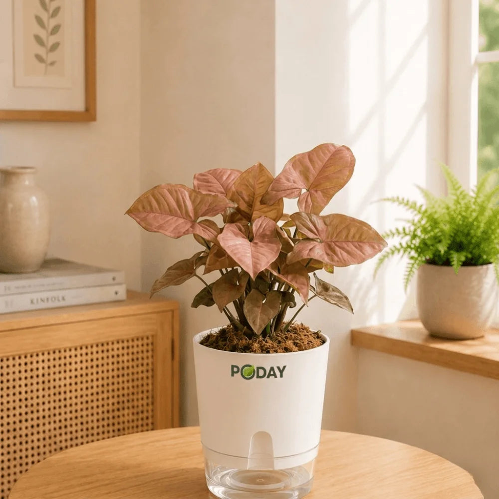 Pink Syngonium indoor plant in a self-watering pot available online in Pakistan from ApnaUgao