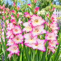 Pink Sensation gladiolus flower bulbs for home gardening in Pakistan - pink and white gladiolus in bloom
