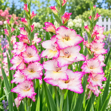 Pink Sensation gladiolus flower bulbs for home gardening in Pakistan - pink and white gladiolus in bloom