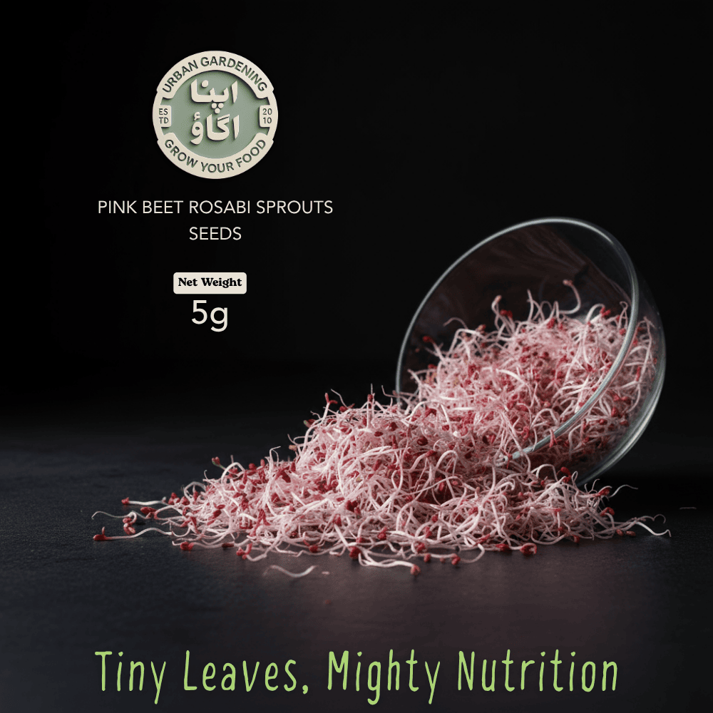Pink beet rosabi sprouts seeds with a magnifying glass on a dark background, featuring the brand 'Urban Gardening'.
