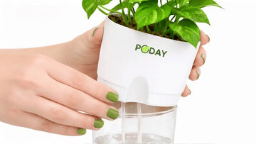 poday watering video_processed_by_imagy.webp