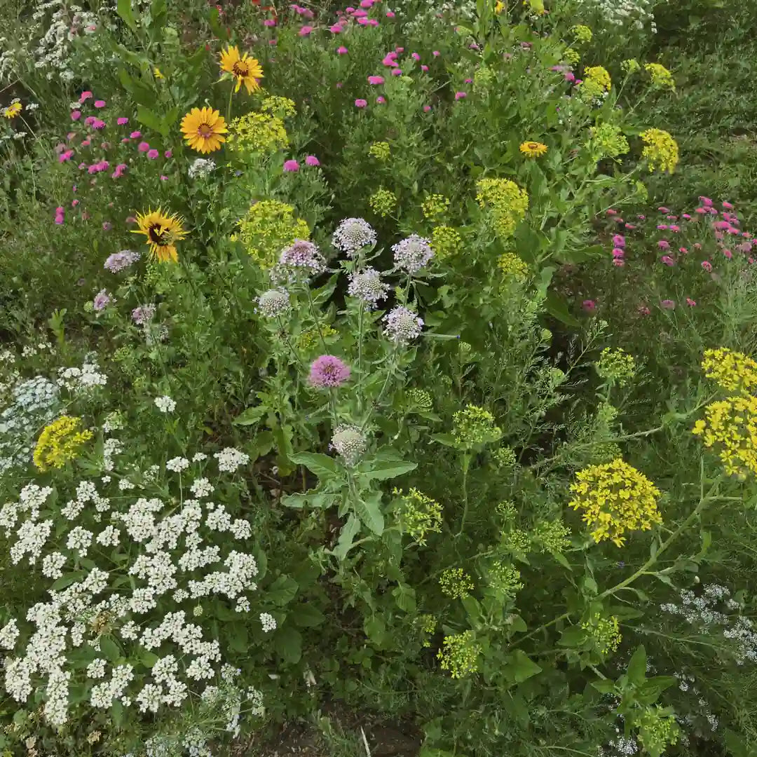 Pollinator-friendly flower seed mix for bees and butterflies | Apnaugao