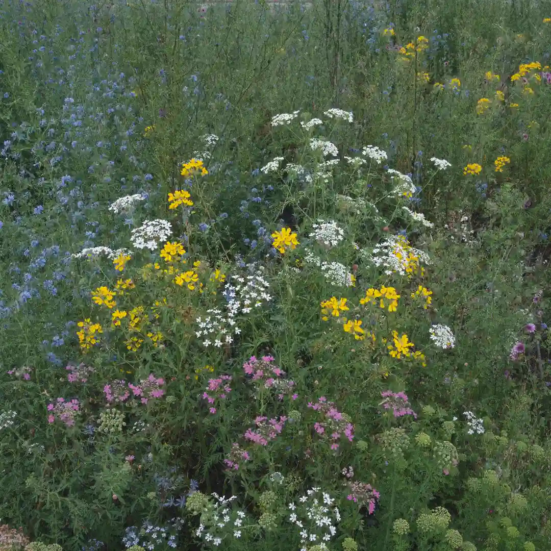Colorful pollinator-friendly wildflower seed mix | Apnaugao