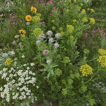 Winter Garden Pollinator Flower Seeds Mix - 10g