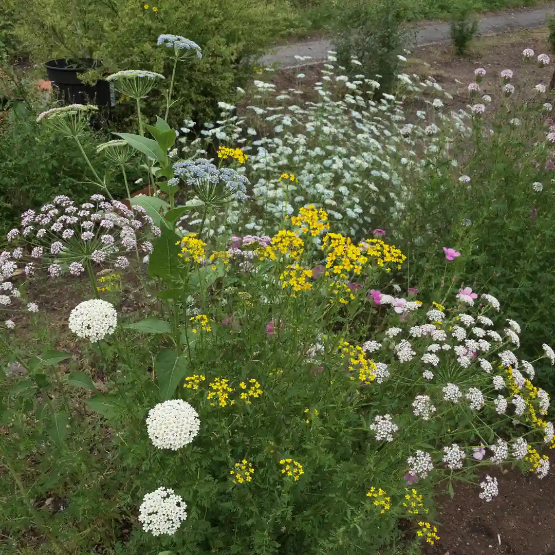 Winter Garden Pollinator Flower Seeds Mix - 10g