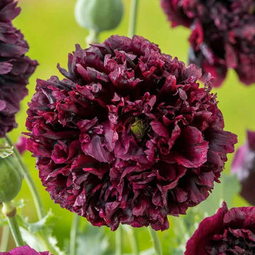Double Black Poppy flowers – poppy seeds in Pakistan | Apnaugao