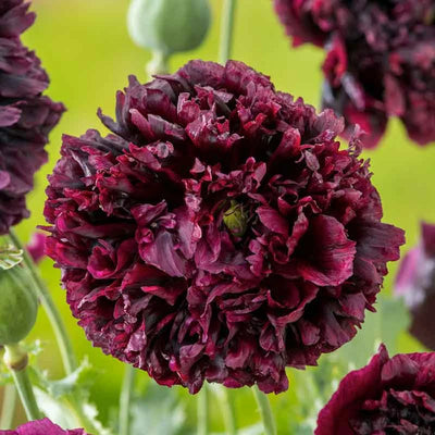 Double Black Poppy flowers – poppy seeds in Pakistan | Apnaugao
