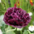 Double Black Poppy flowers – poppy seeds in Pakistan | Apnaugao