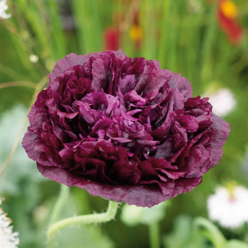 Double Black Poppy flowers – poppy seeds in Pakistan | Apnaugao
