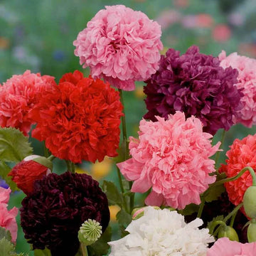 Double Mixed Poppy flowers – poppy seeds in Pakistan | Apnaugao