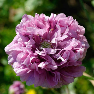 Double Purple Poppy flowers – poppy seeds in Pakistan | Apnaugao