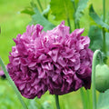 Double Purple Poppy flowers – poppy seeds in Pakistan | Apnaugao