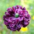 Double Purple Poppy flowers – poppy seeds in Pakistan | Apnaugao